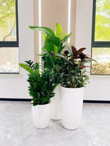 余姚盆景出租，领略别样的绿色风情